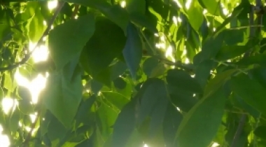 二十四节气┃立夏养好心，无病一身轻